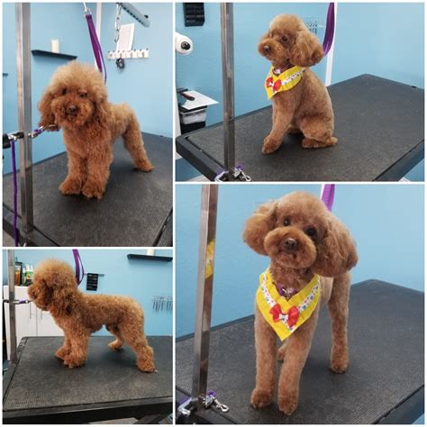Red poodle, before and after grooming pictures - Colorado Springs Dog Groomer