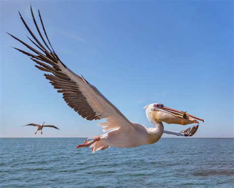 seabird sets sail  south america pesa energy geoscience