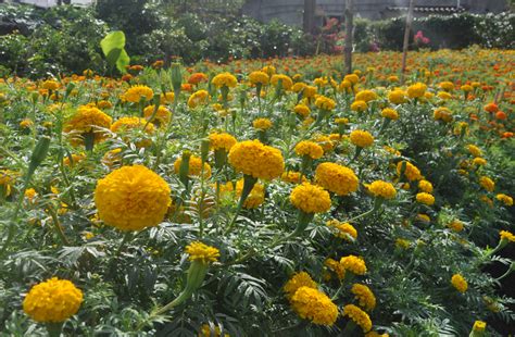 cay hoa van tho cach trong hoa van tho