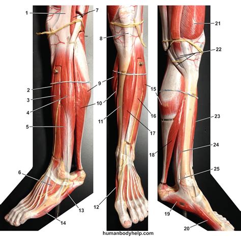 3 Part Leg Old Model – Human Body Help