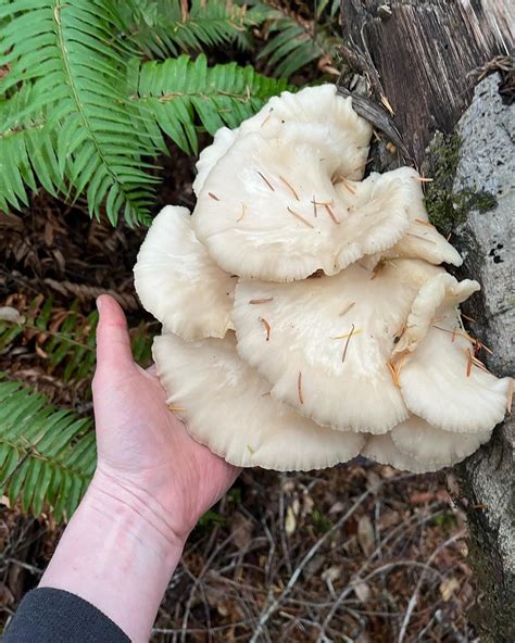 I went mushroom hunting in Point Reyes and Mendocino last weekend