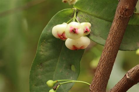 Rose Apple Kerala Buah - Foto gratis di Pixabay - Pixabay