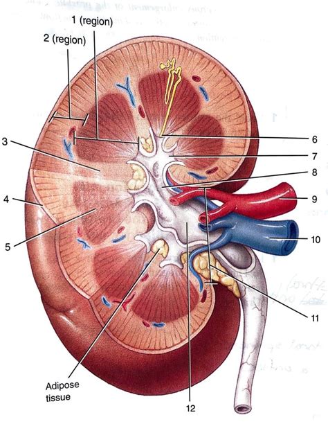internal structure of kidney Diagram | Quizlet 