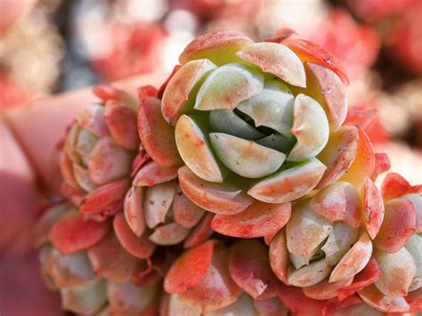 Rare Plants Echeveria Elegans Japanese Ice Berry - Etsy