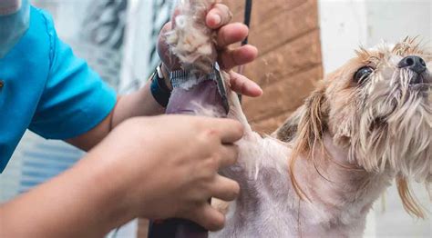 Is A Shaved Shih Tzu A Happy Shih Tzu?