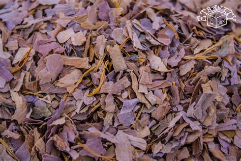 Sacred Lotus Flowers PINK *Organic* | Eternity in a Box Botanicals