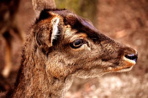 images nature forest animal wild horn sheep mammal fauna