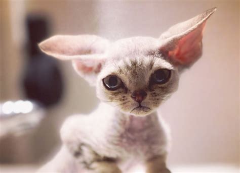 history   devon rex purex devon rex breeder canada