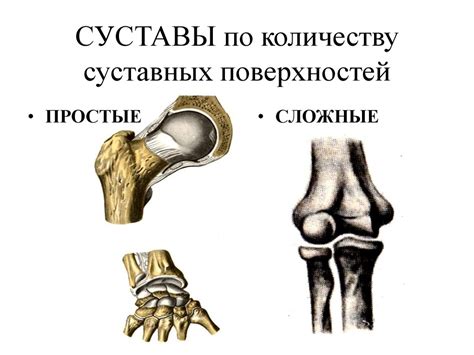 Общая и функциональная артросиндесмология - презентация онлайн