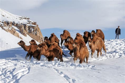 Camels in the snow – Middle East Monitor