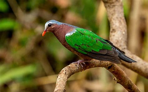 HD wallpaper: Emerald Dove Light Green Color Bird Integral Part Of The ...