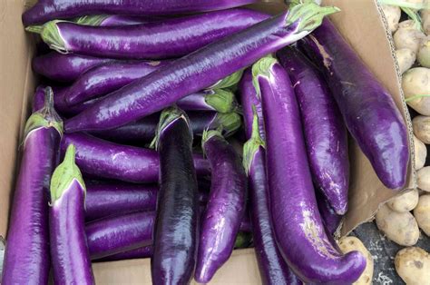 What Is Eggplant?