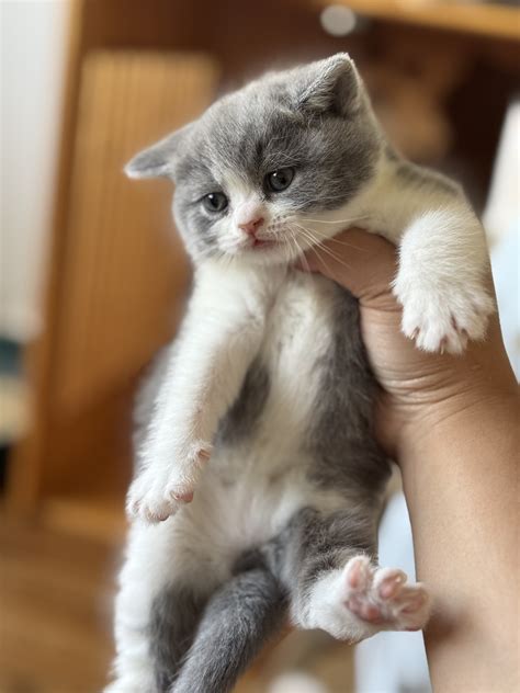 Scottish Shorthair - Tamworth - PetsForHomes