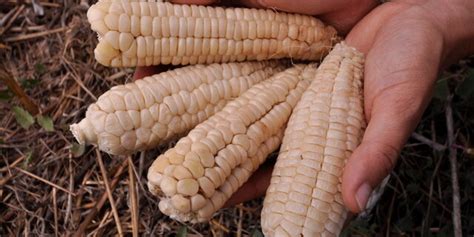 Heirloom Early Pearl Corn Organic Seeds