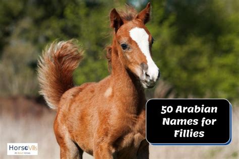 400 Lovely Baby Horse Names for Your Colt & Filly