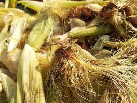 pile  corn husk waste stock image image  closeup