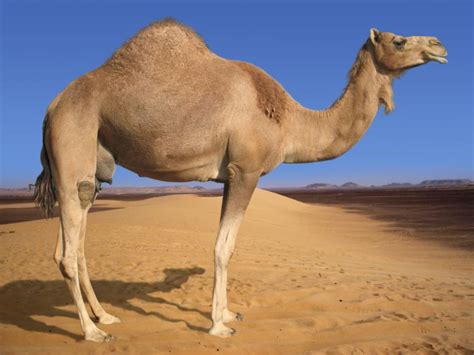 camel facts types diet reproduction life cycle pictures