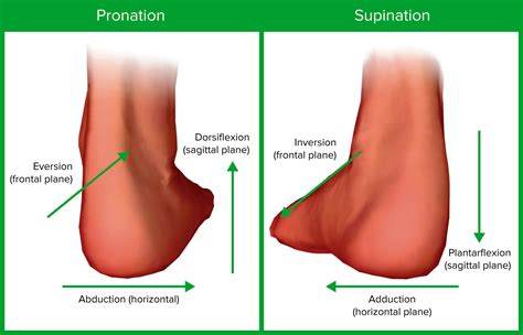 Ankle Joint: Anatomy | Concise Medical Knowledge