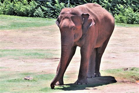 asian elephant standing  grass  stock photo public domain pictures