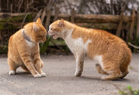 cat hate  cats  vet verified  reasons catster