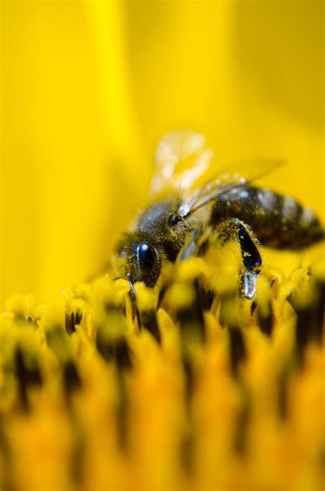 Kostenlose foto : Natur, Fotografie, Blume, Pollen, Makro, Gelb, Fauna