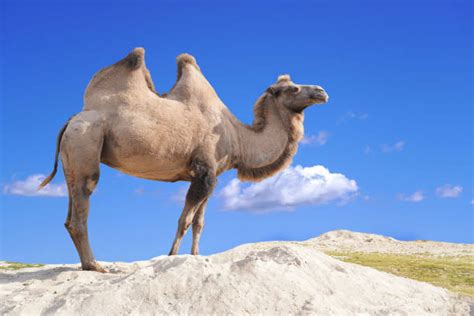 camel hump