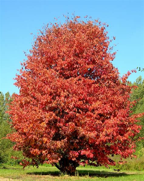 Parrotia persica, Желязно дърво