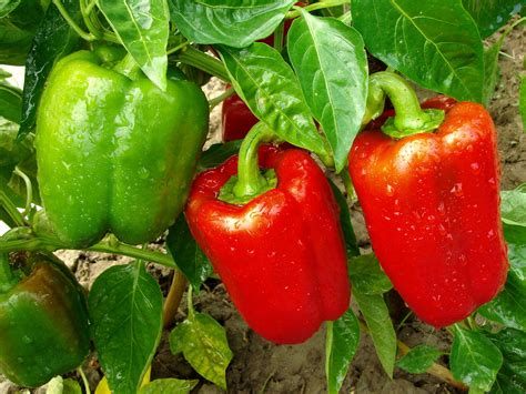 Are red and green peppers from the same plant? | AGDAILY