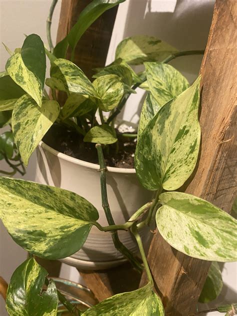 Wondering what variety of pothos this is. First pic is cutting and the