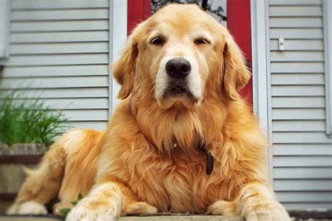 8+ Long Haired Golden Retriever - IlonaLukasz