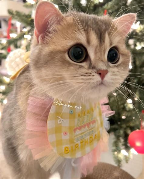 Deep in kingsbridge lies a library with a secret medieval book