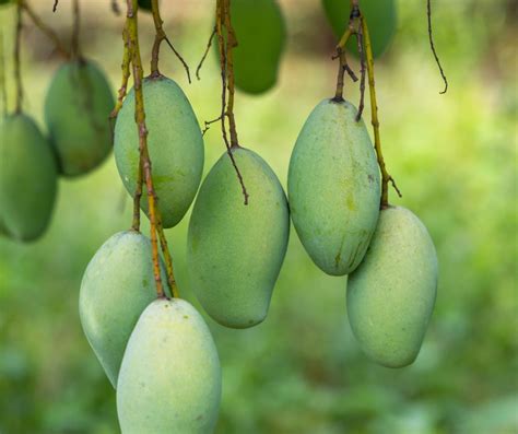 discovering  sweetest mango   philippines