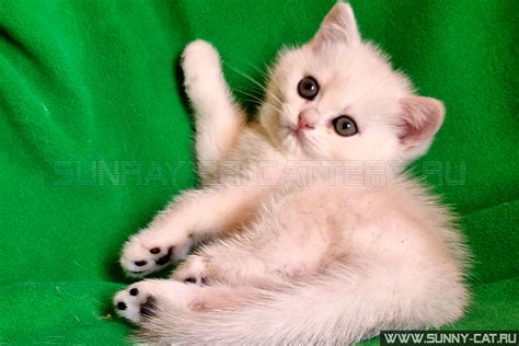 Британские кошки. Питомник SunRay в Москве. Продажа британских котят.