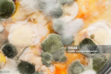 jamur closeup makanan kotor bakteri foto stok  gambar