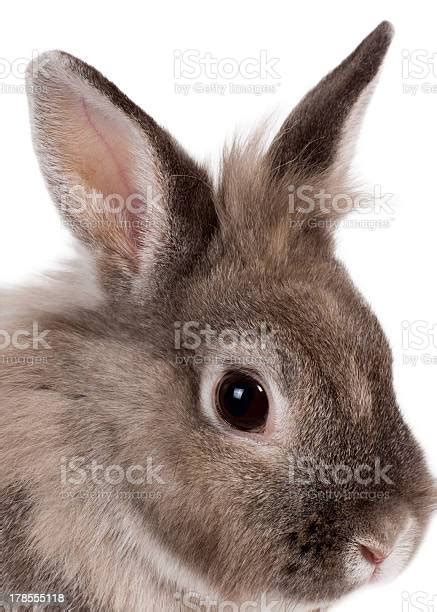 potret kepala kelinci  indah foto stok  gambar