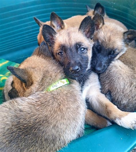 Belgian Malinois pups | Junk Mail
