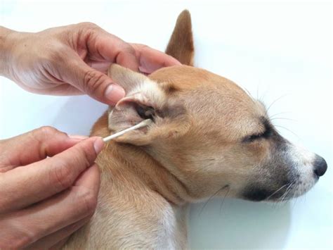 【獣医師監修】犬の耳垢が黒い。この症状から考えられる原因や病気は？｜hotto（ホット）