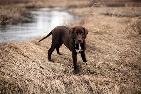 lab pointer dog breeds pawblog funkypaw