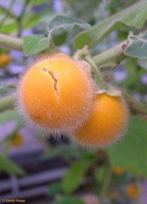 Solanum ferox - Frucht & Nutzpflanzen, S