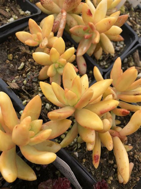 Sedum 'Coppertone' | Native Sons Wholesale Nursery