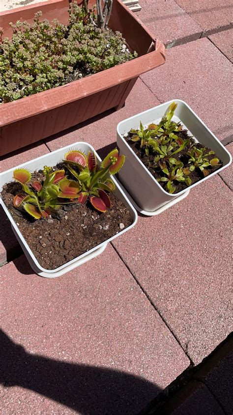 Venus fly traps : r/carnivorousplants
