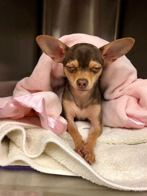 Willits Veterinary Hospital | Glenwood Springs CO