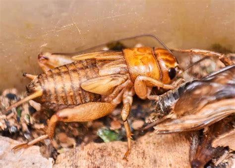 What Eats Crickets? 12 Common Cricket Predators (Frogs, Spiders, Birds ...