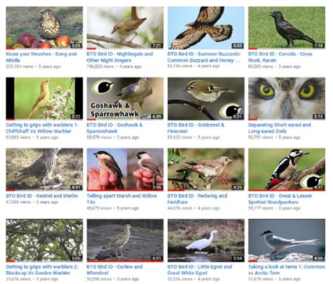 bird id bto british trust  ornithology