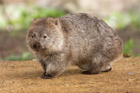 list  marsupials marsupial species mammals australia britannica
