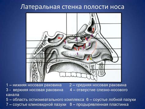 Клиническая анатомия носа. Септопластика. Ринопластика - online ...