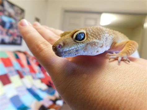 Leopard Gecko Eyes