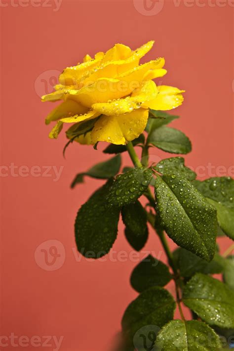 The yellow rose meaning that will change how you give gifts 28