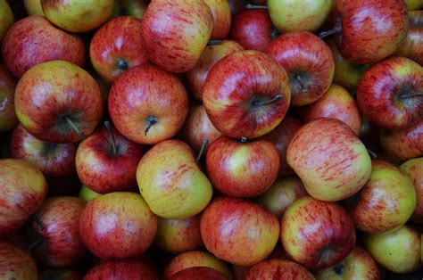 Autumn Apples Free Stock Photo - Public Domain Pictures