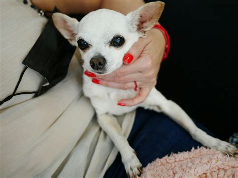Why Do Chihuahuas Bite and How to Stop the Habit Naturally